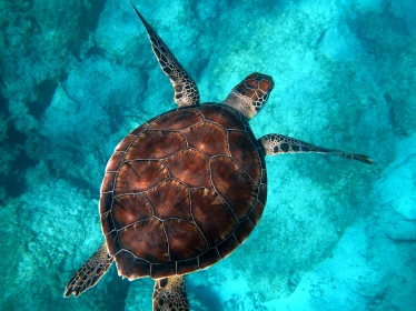 AIR TICKETS PROMOTION! Egypt, Sharm El Sheikh - Chisinau 24.09.2026 97 &euro;