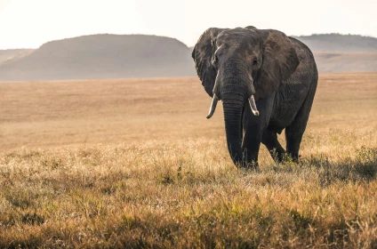 AIR TICKETS PROMOTION! Kenya, Bucharest - Mombasa - Bucharest 27.12.2026-04.01.2027 1926 &euro;