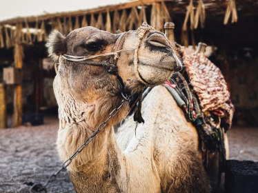 AIR TICKETS PROMOTION! Egypt, Hurghada - Chisinau 05.08.2026 95 &euro;